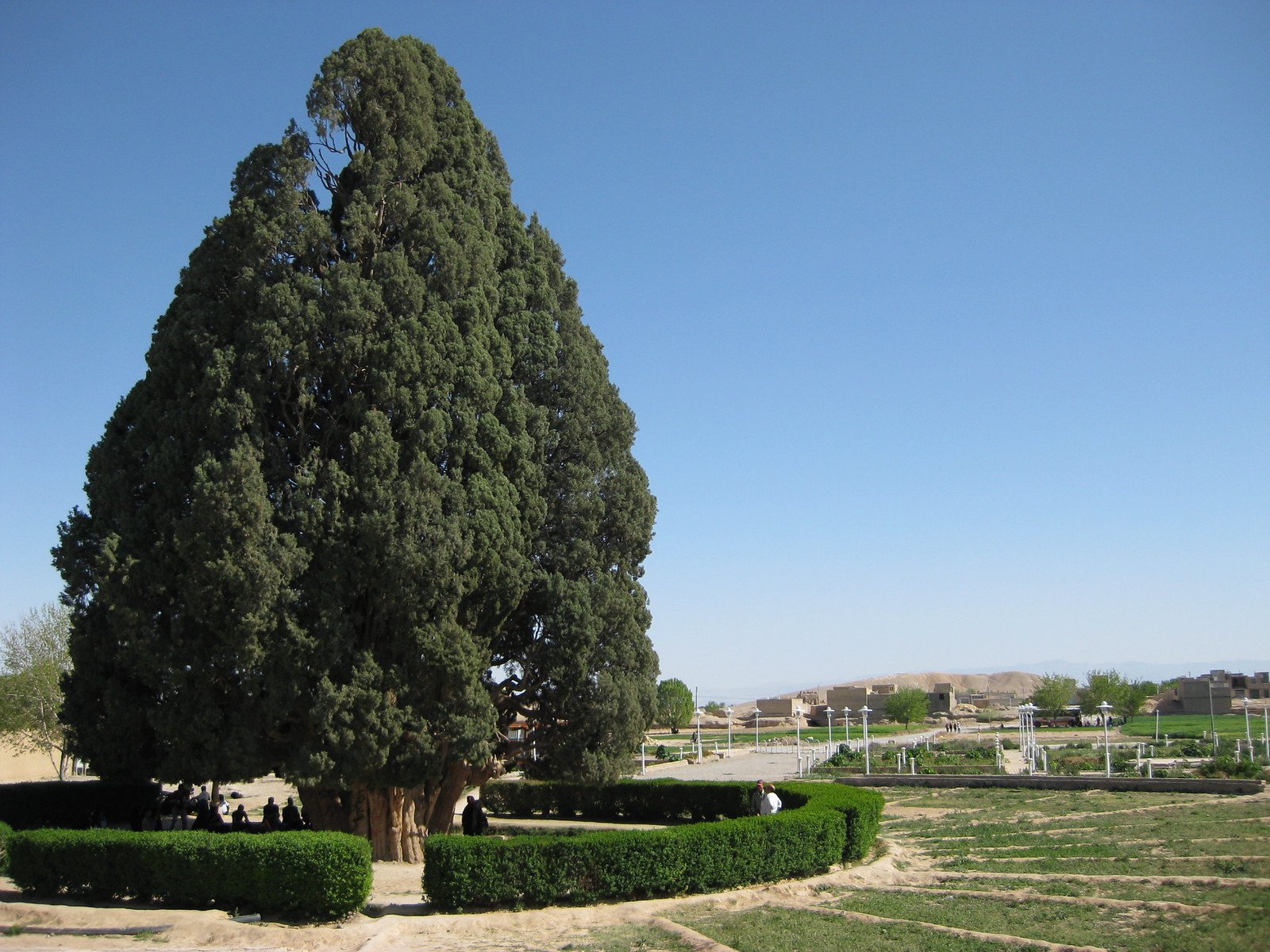Дерево Кипарис