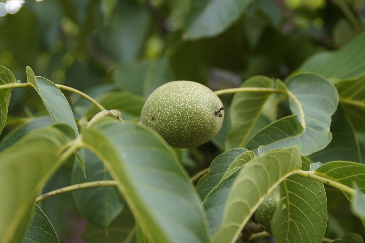 Гималайский орех дерево