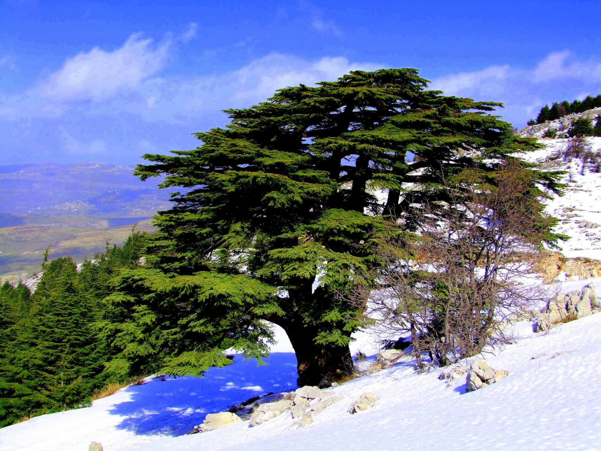 ливанский кедр фото шишки