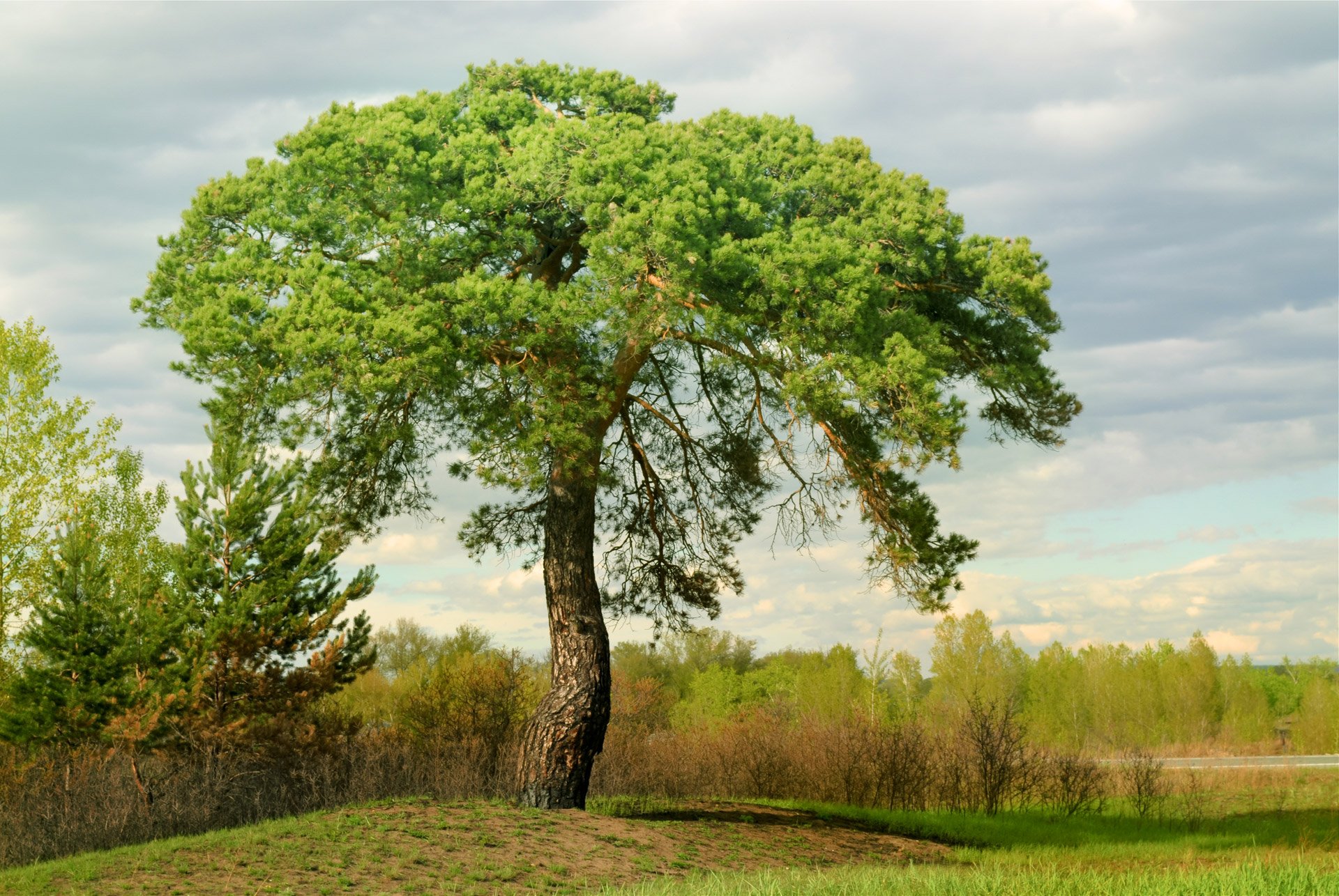 Сосна дерево Геншин
