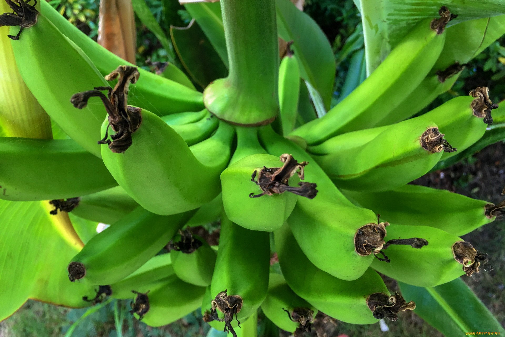 Африканский зелёный банан