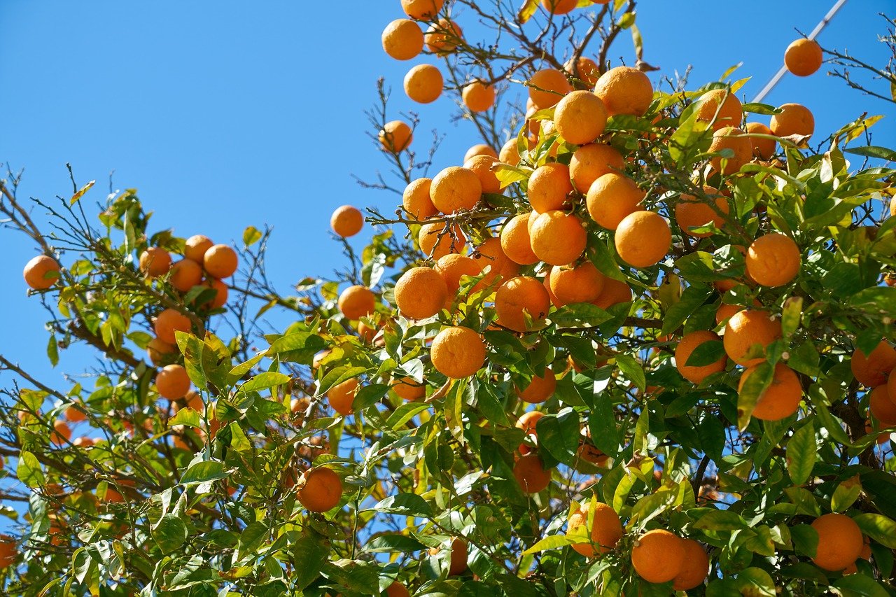 Парагвай апельсиновые деревья