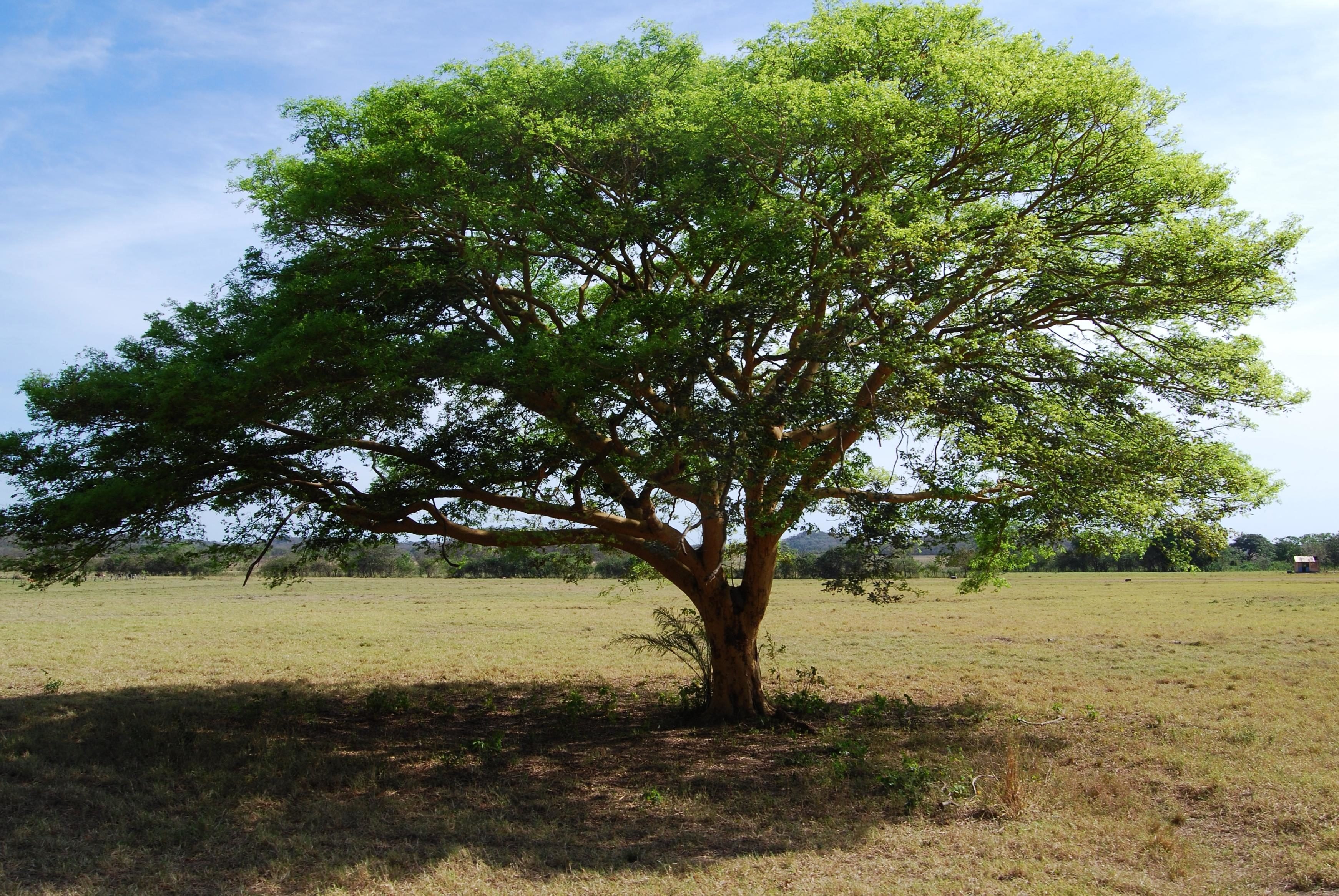 Дерево Чапарро в Южной Америке