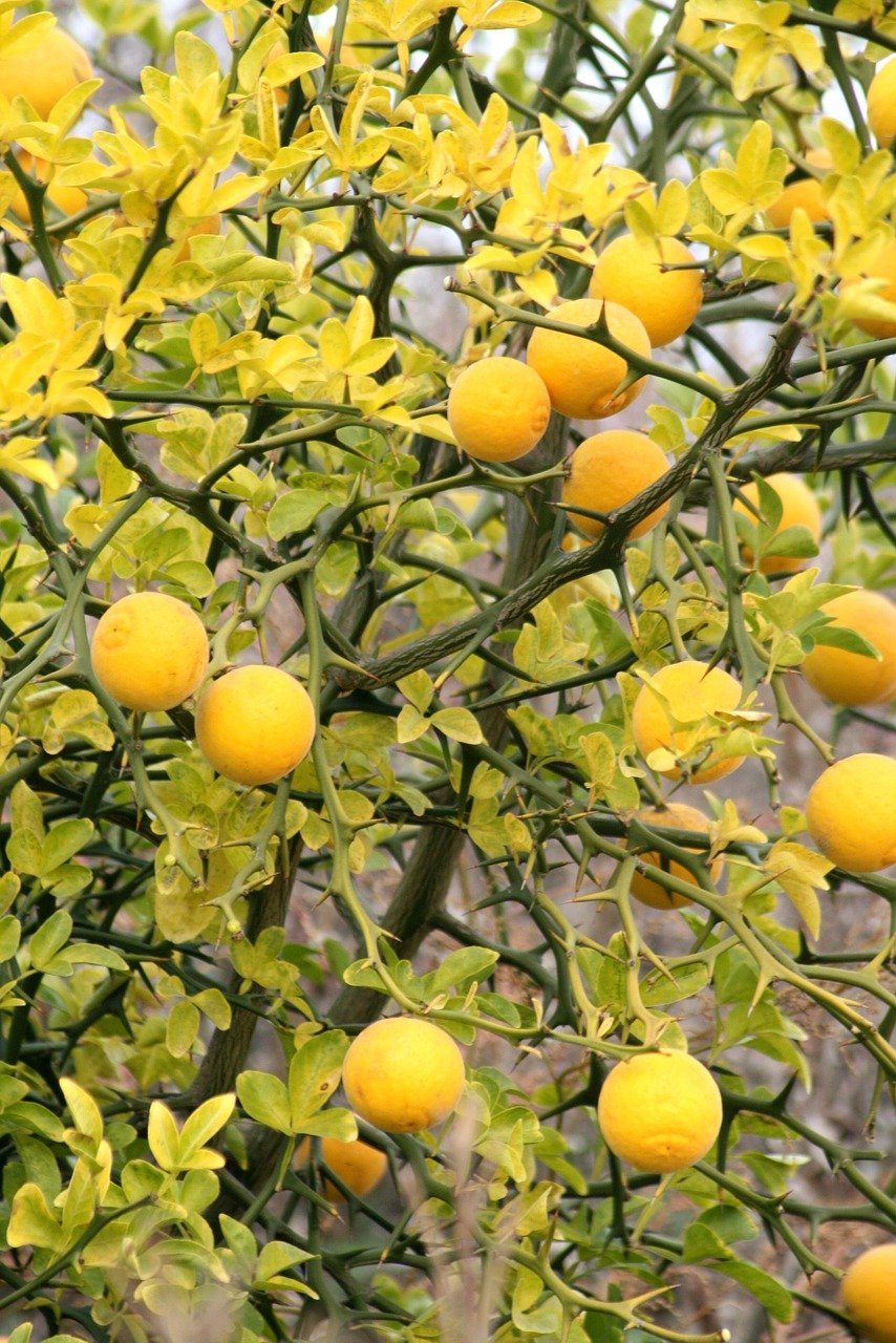 Лимон Цитрон