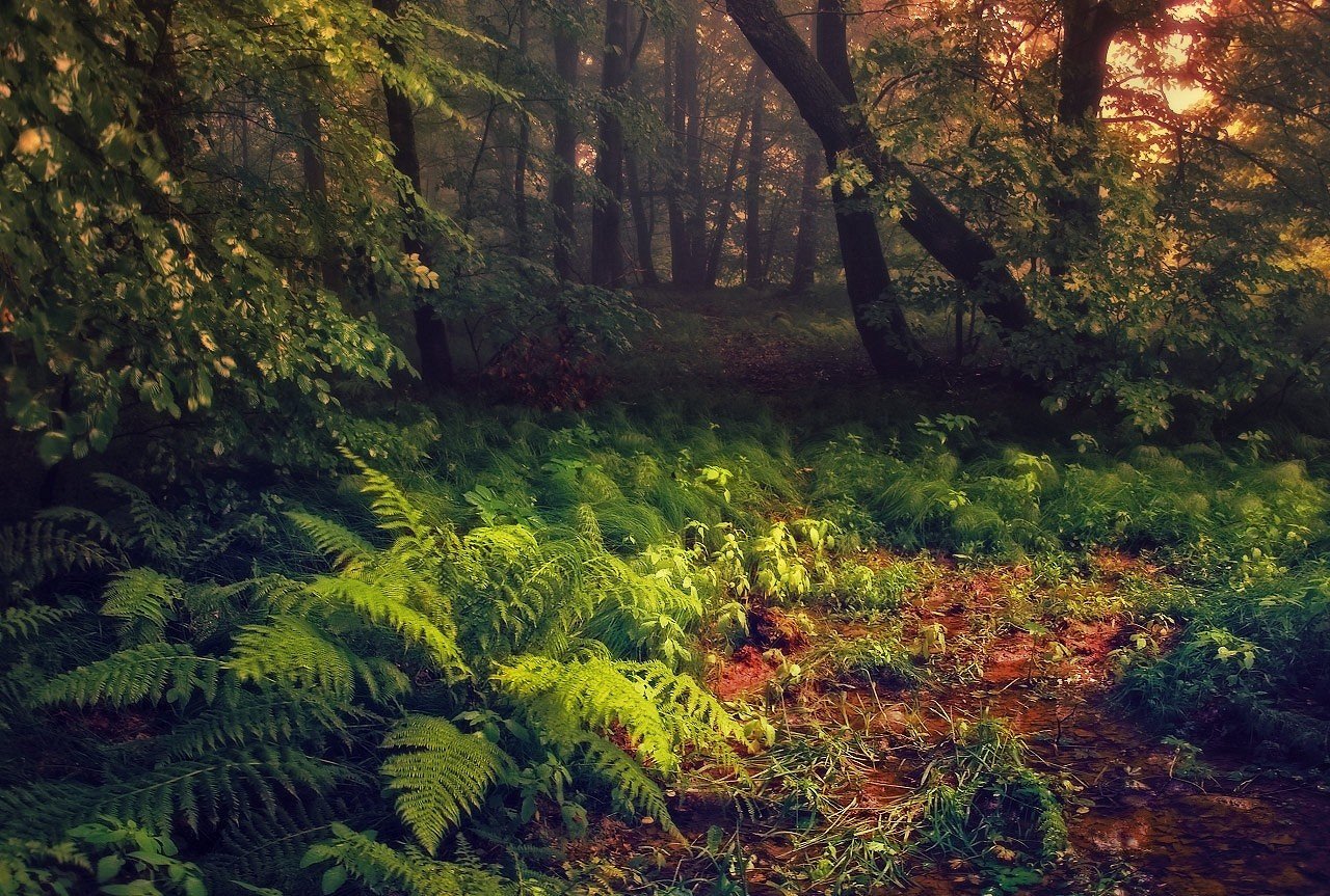Волшебный лес папоротник