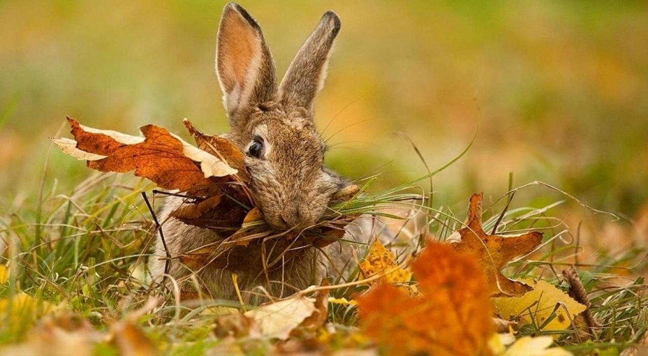Кролик осень