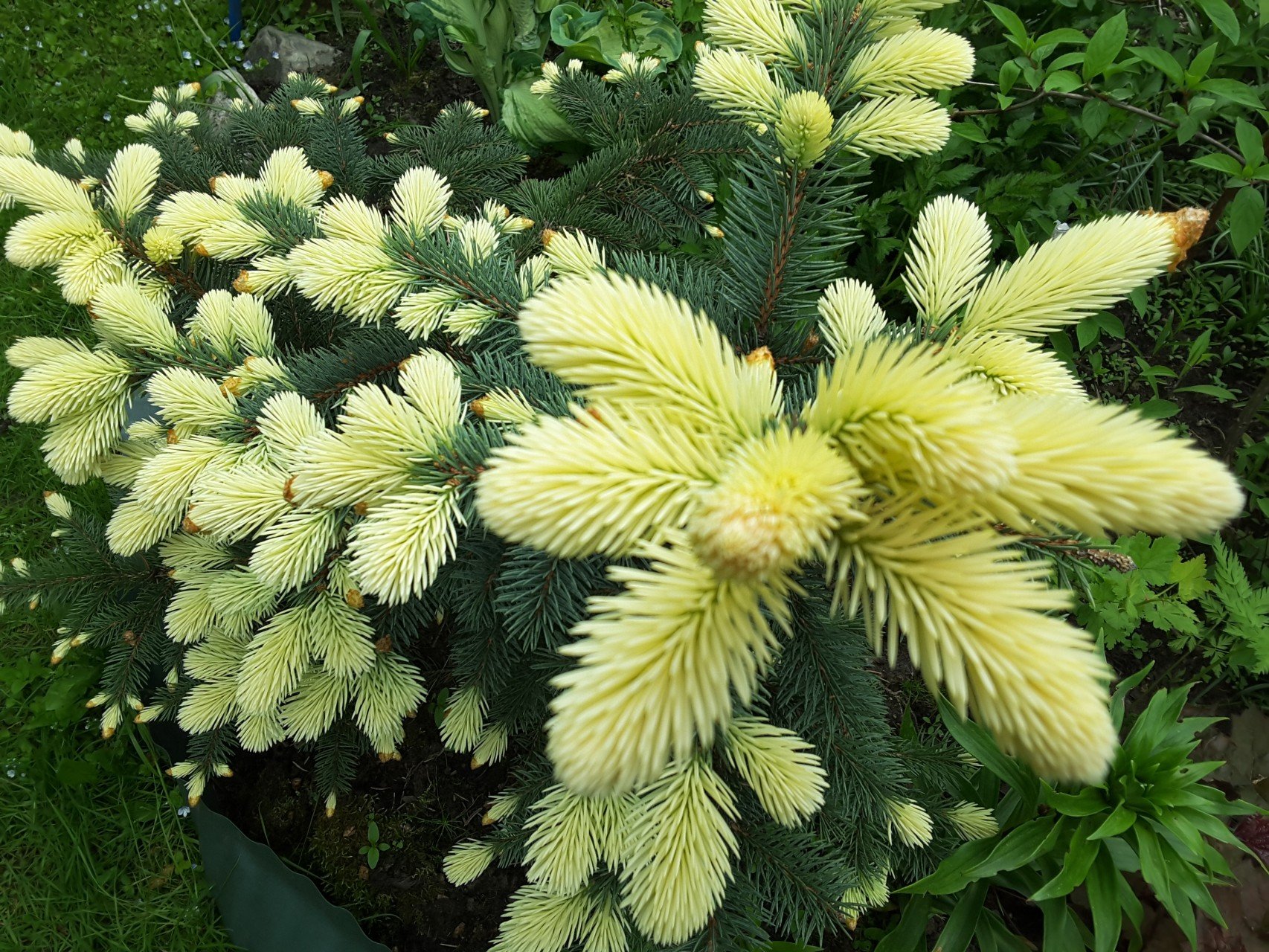 Ель Белобок (Picea pungens Bialobok)