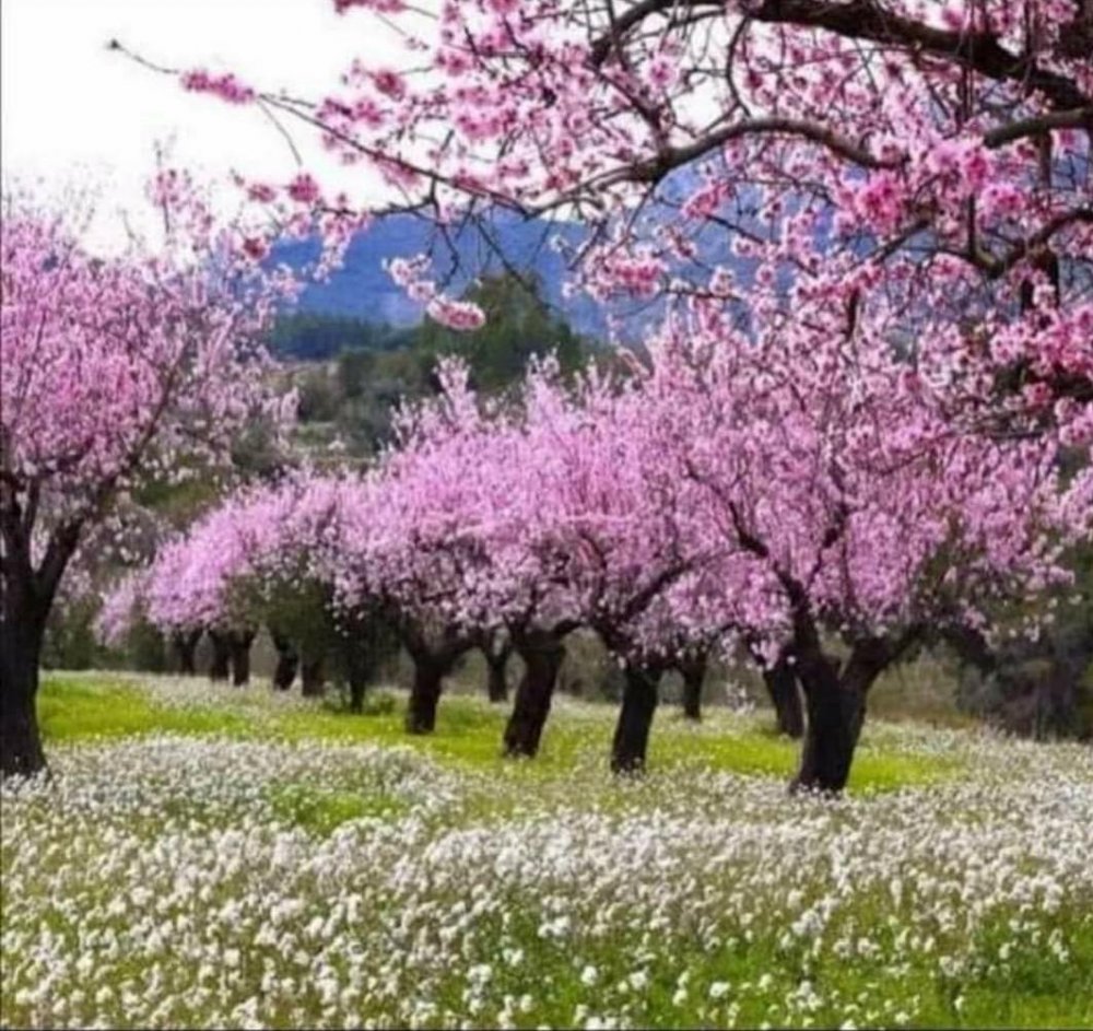 Весна деревья в цвету