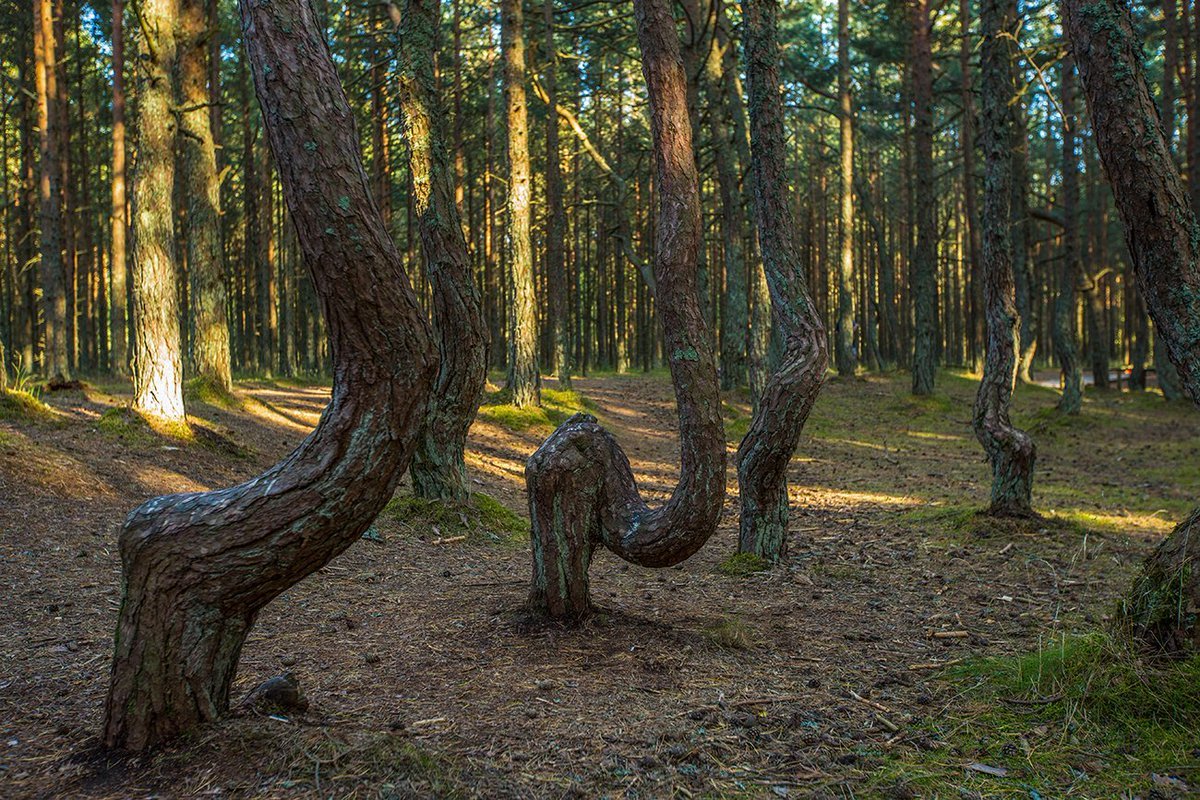 Куршская коса Танцующий лес тропа