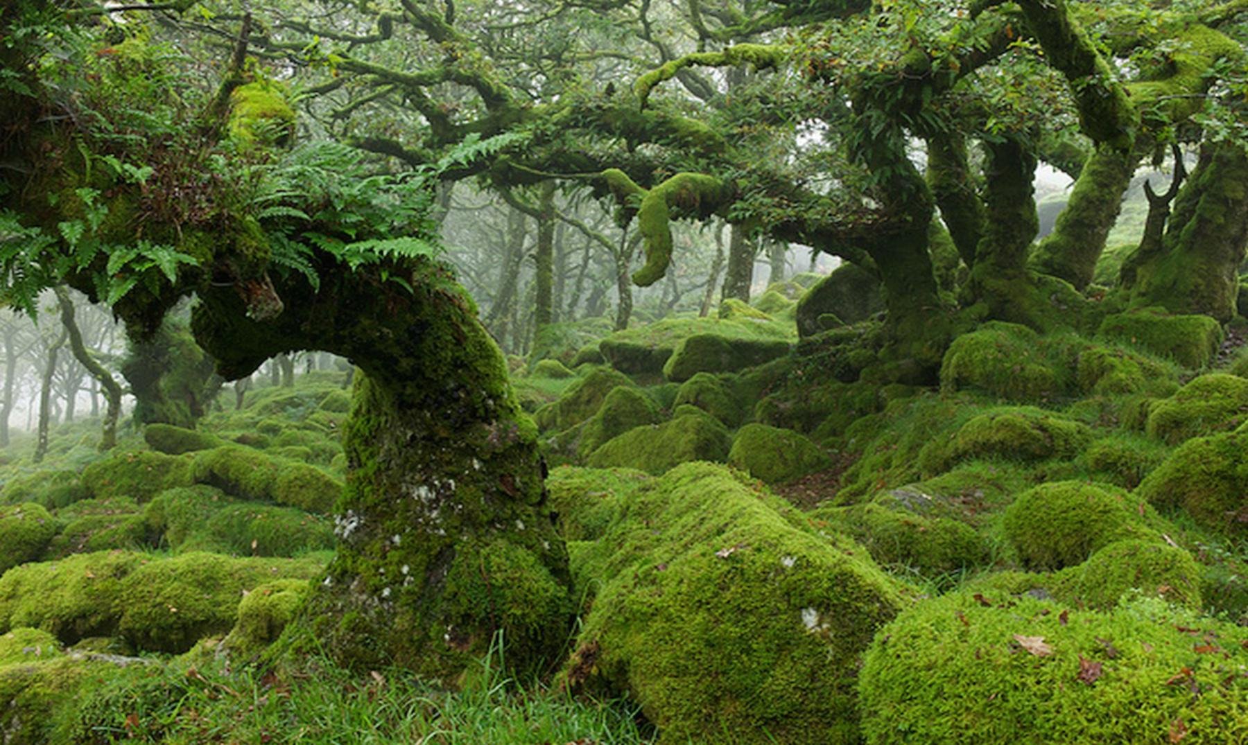 Дартмур Англия лес