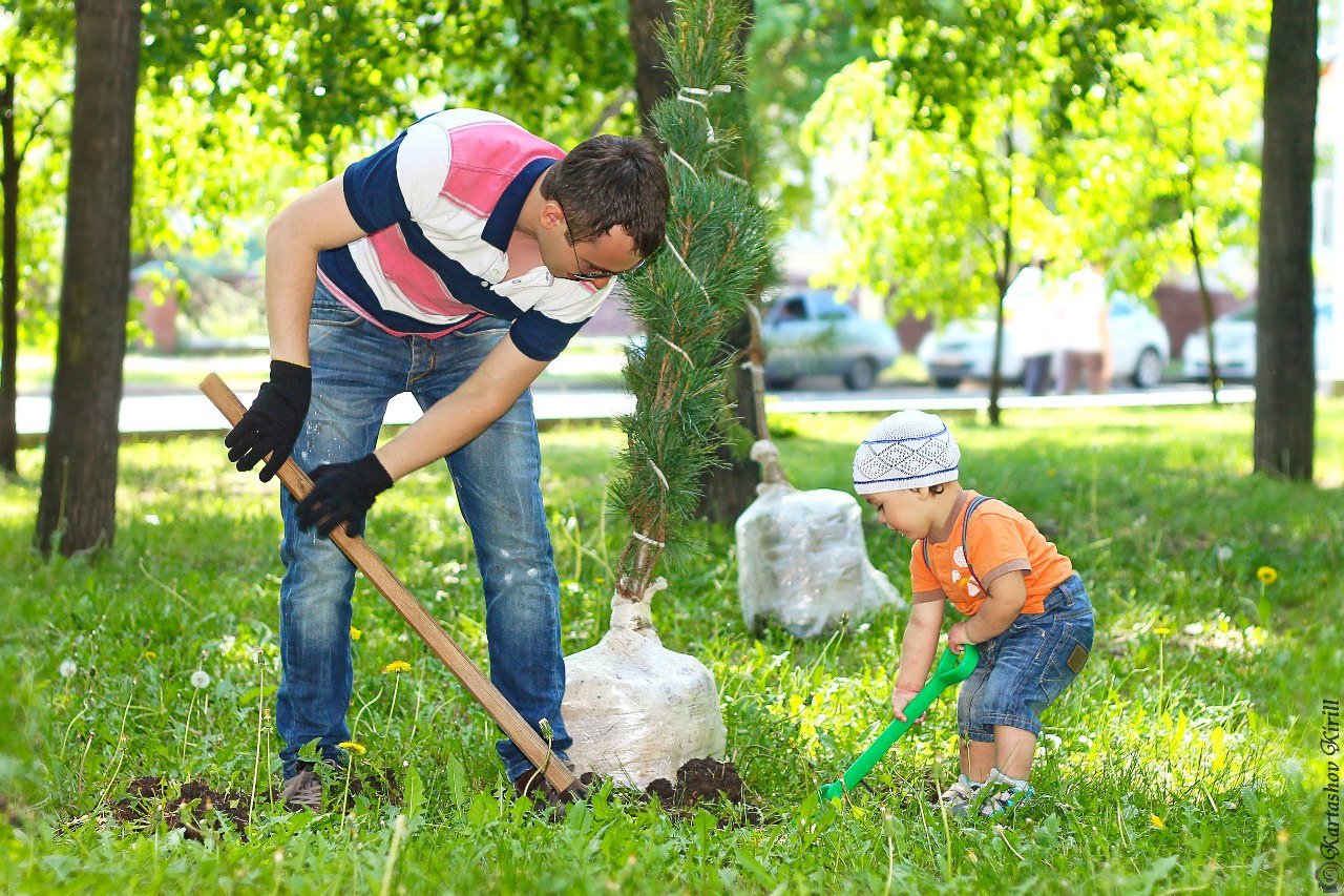 Посадка деревьев детьми в парках