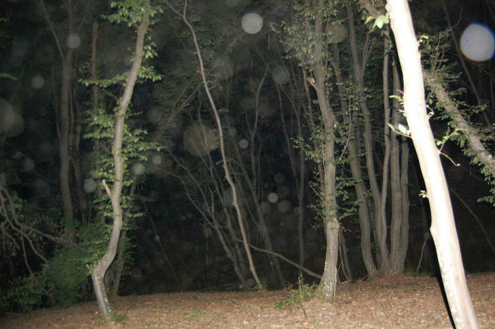Туманный лес Слендер