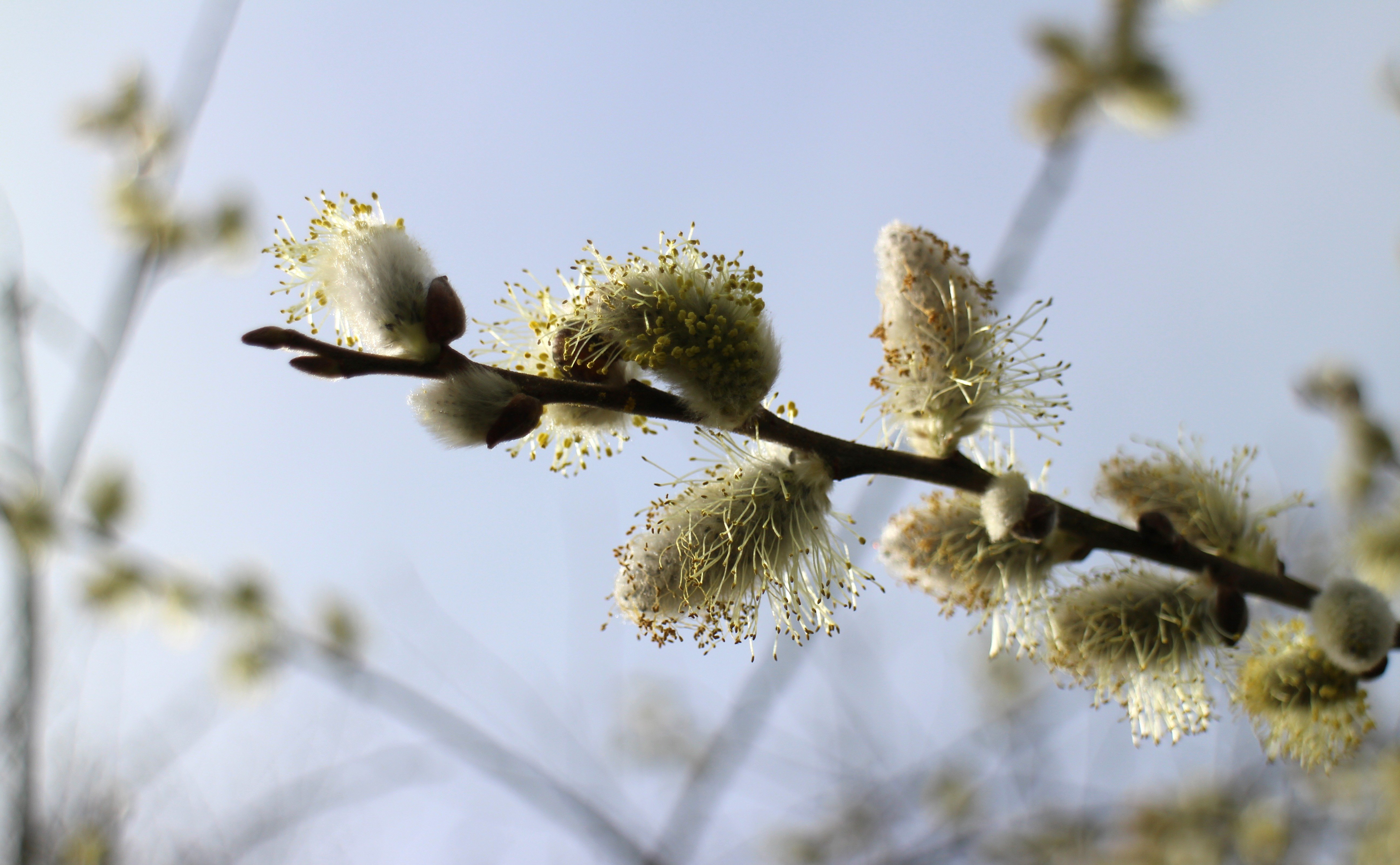 Весенние пушистые цветы на дереве