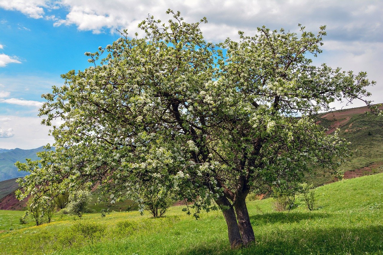 Груша дерево весной