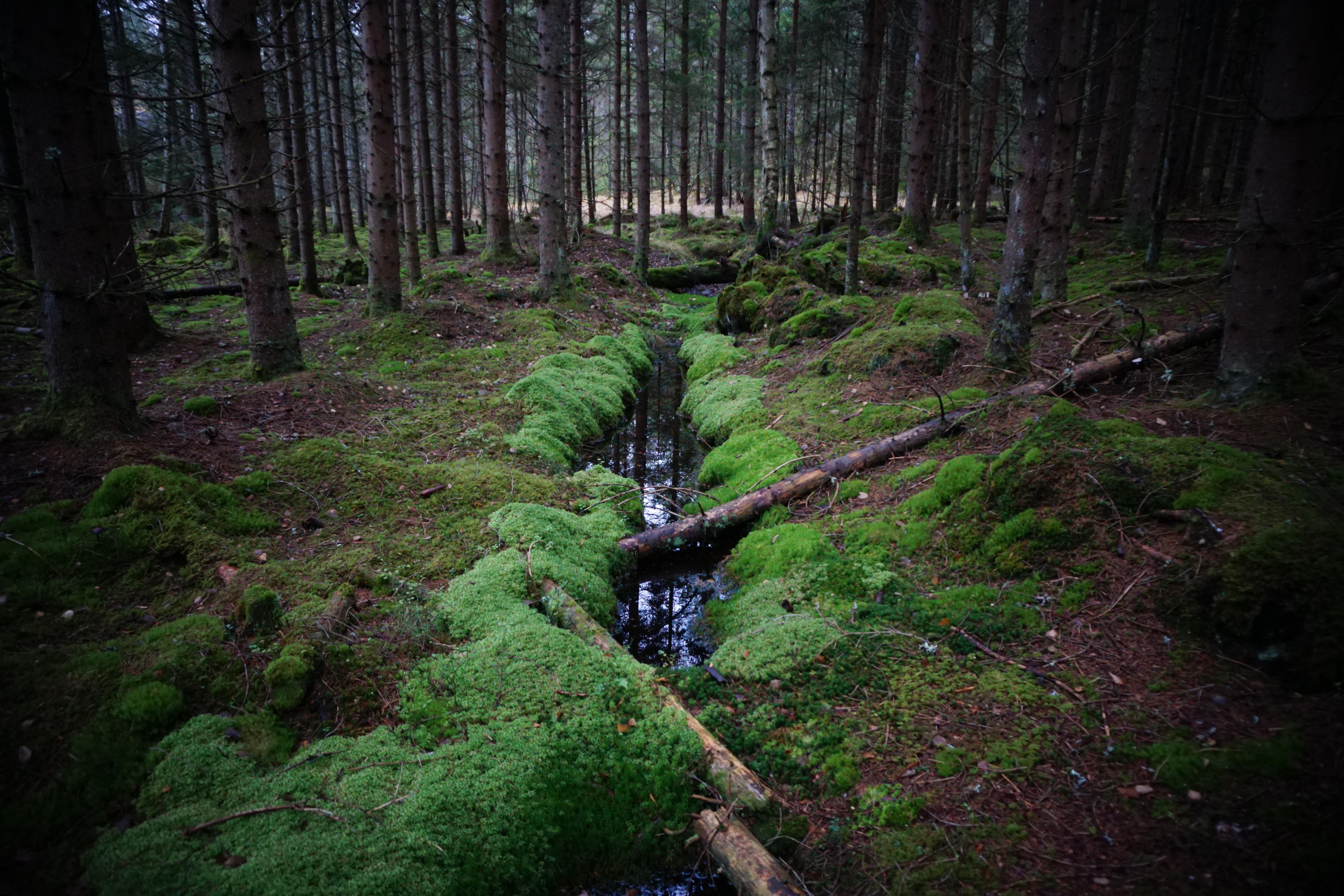 Хвойные леса Норвегии