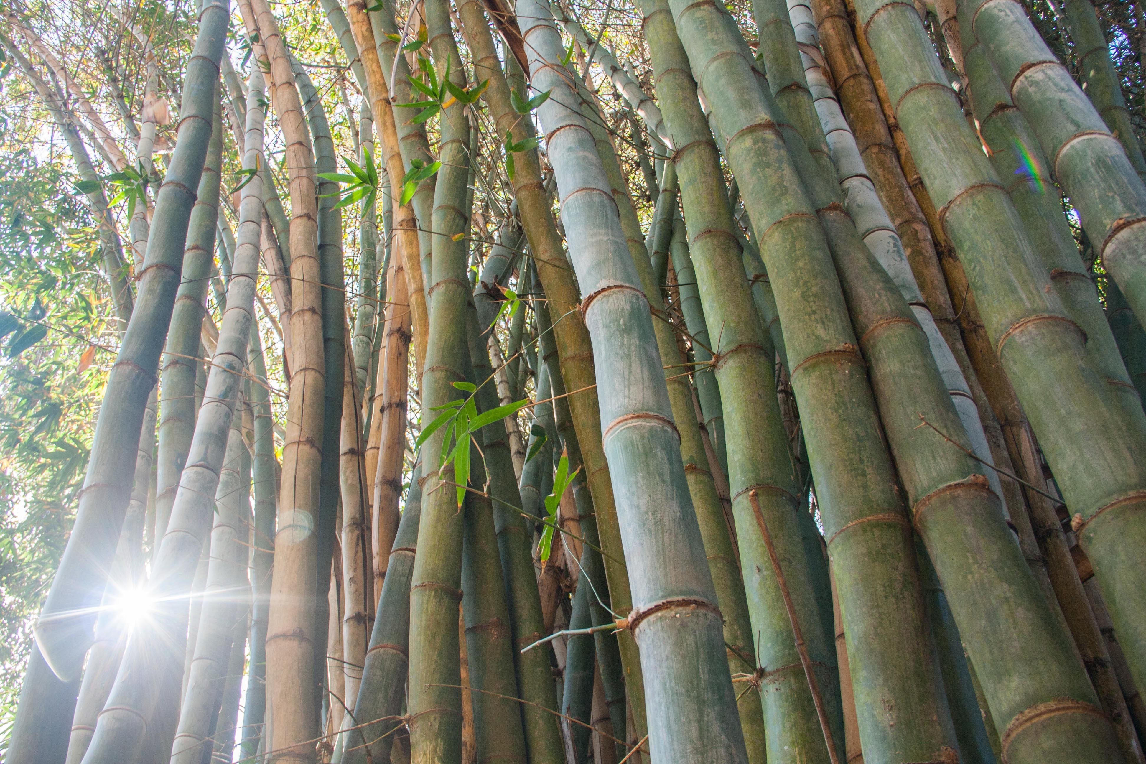 Тростник бамбук акведук