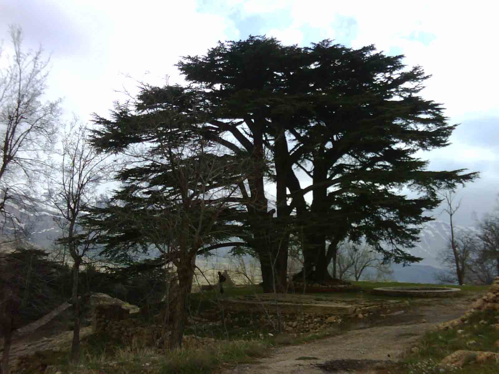 ливанский кедр в крыму фото