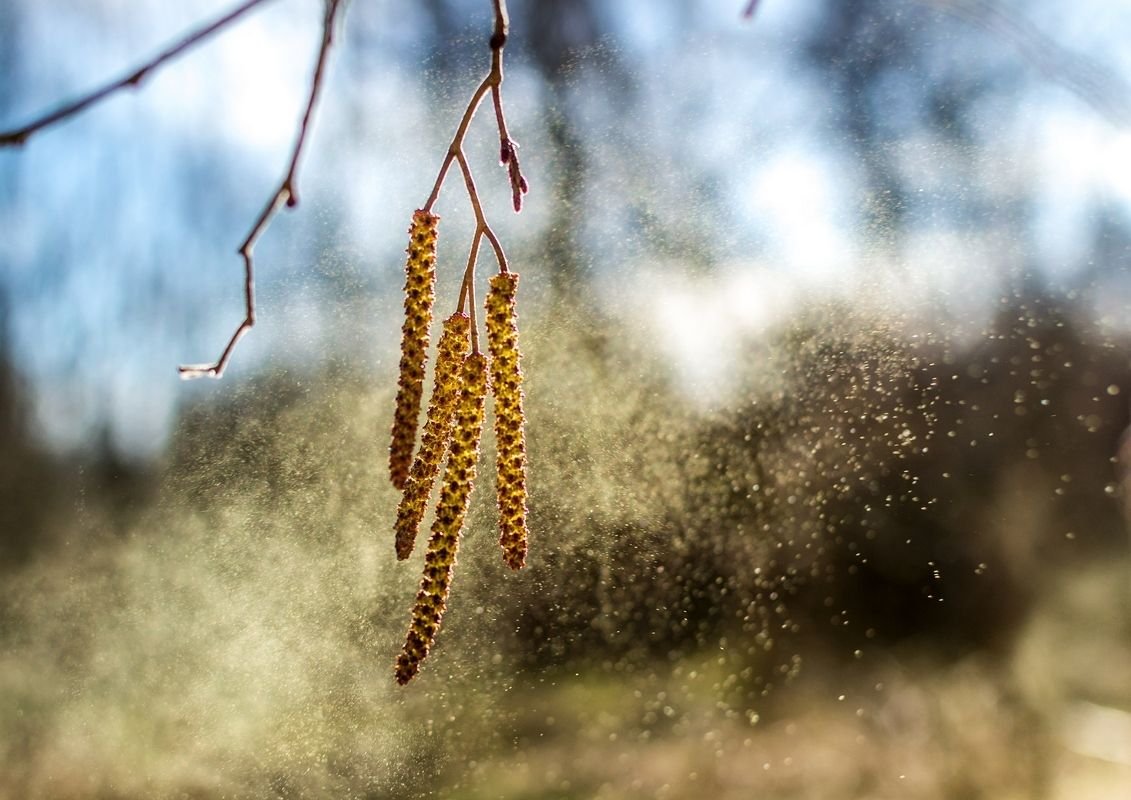 Ольха дерево пыльца
