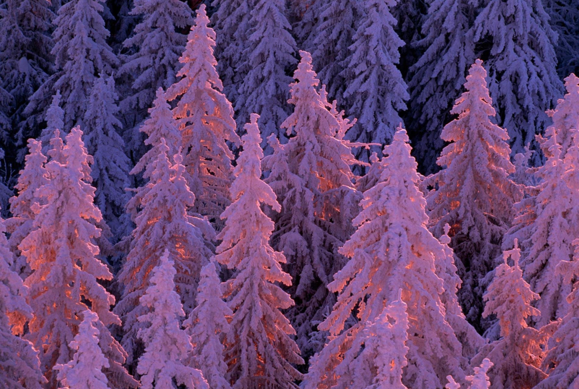 Розовый зимний лес
