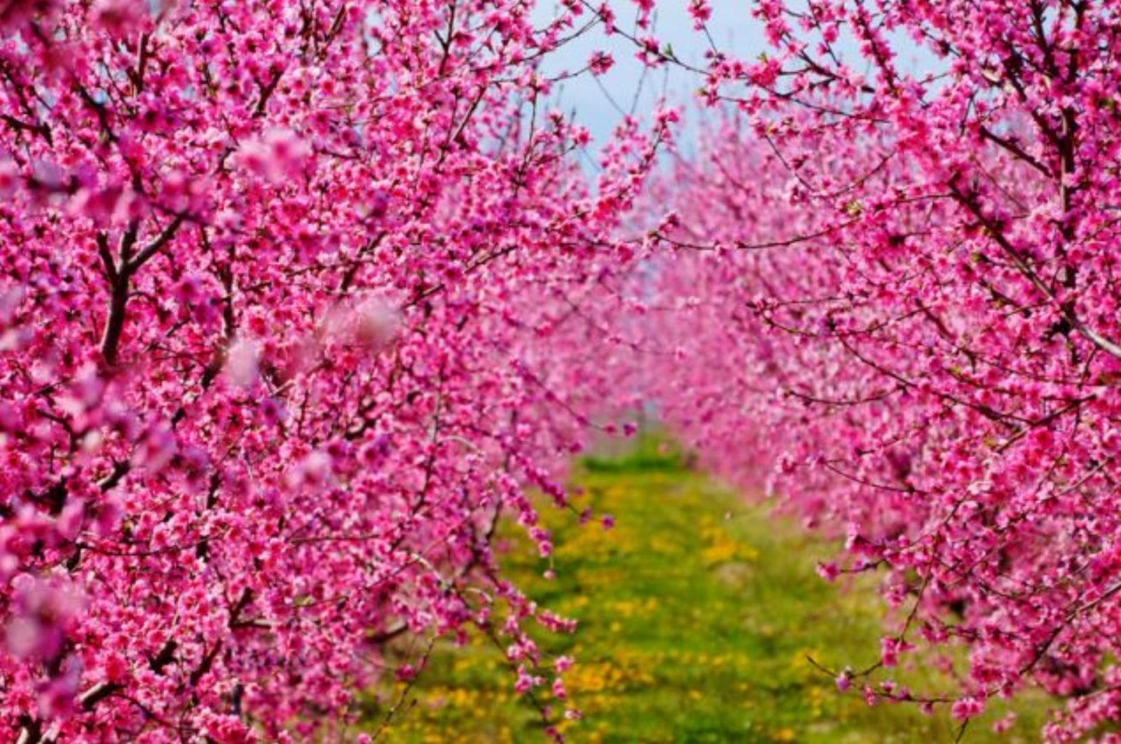 Персиковое дерево Япония