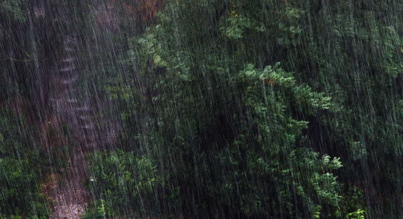 Широколиственный лес в дождь