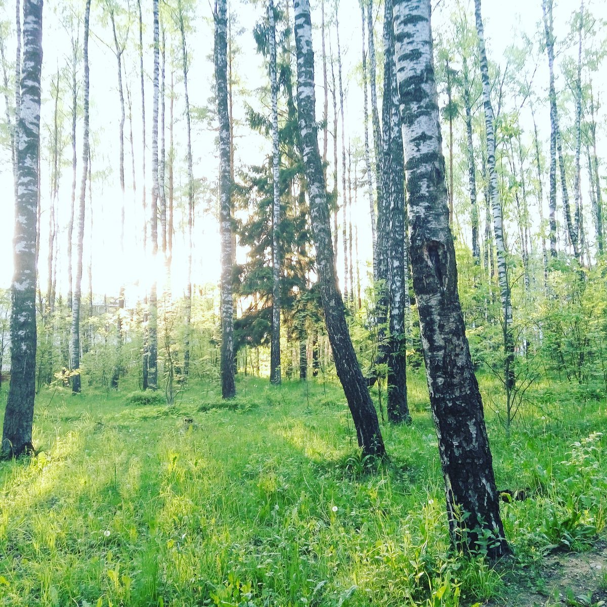Лес-Гай Беларусь