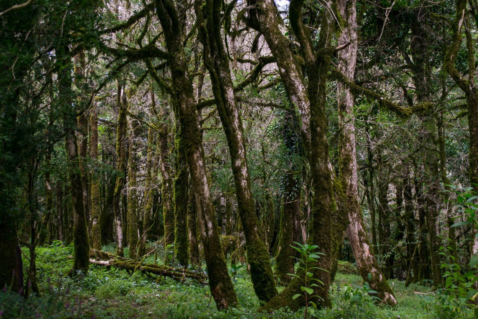 Самшитовая роща Абхазия лес