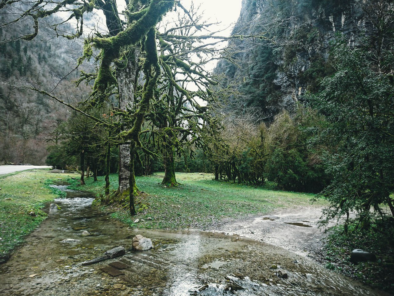 Грабовый лес Абхазия