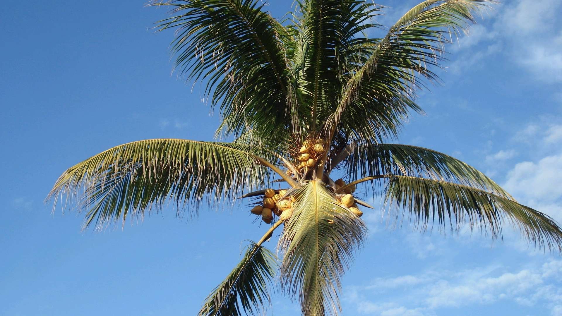 Кокосовые пальмы в Танзании
