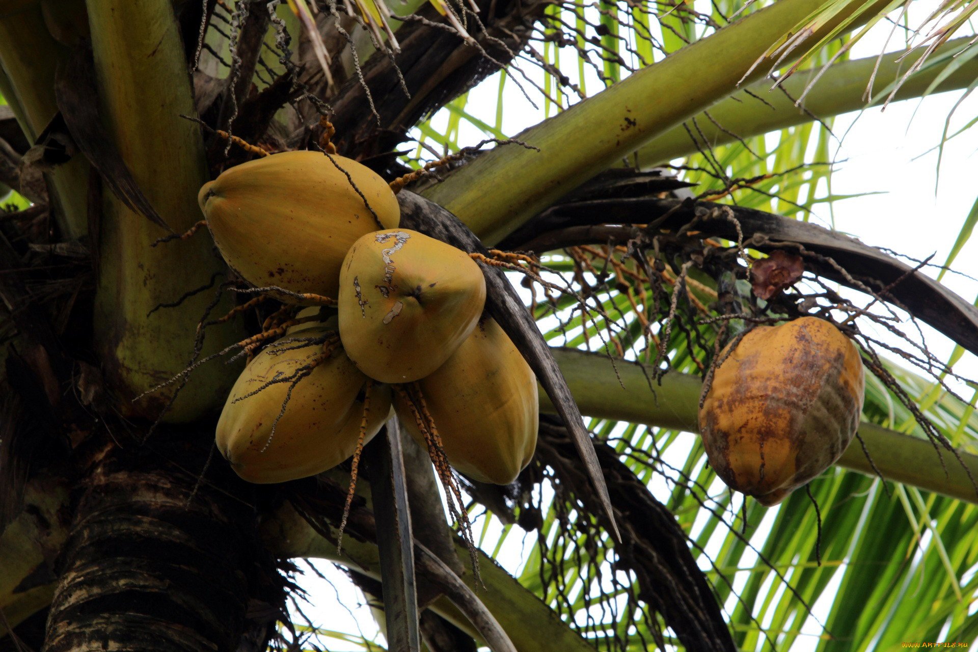 Кокосовая Пальма в природе