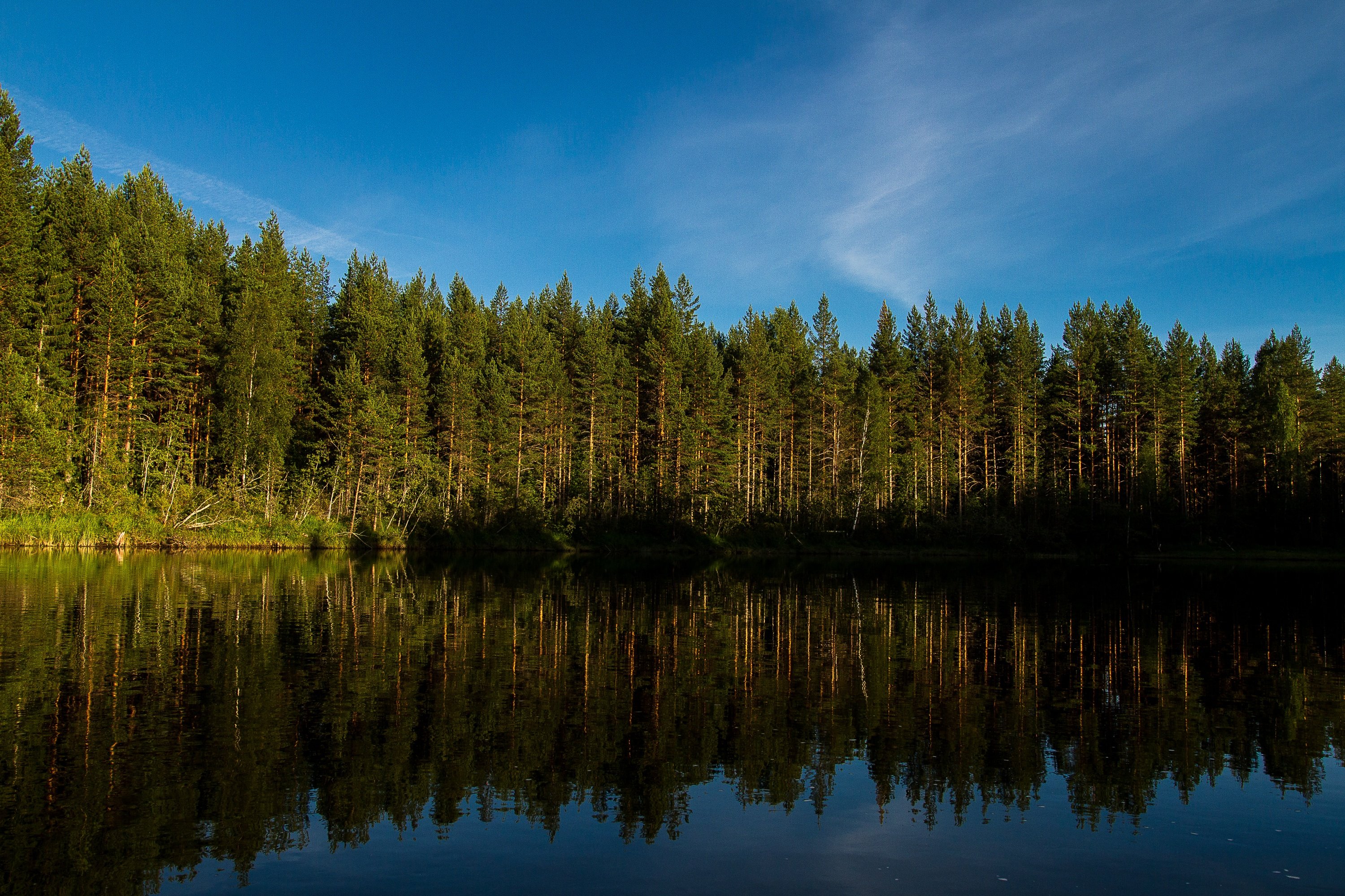 Таежные леса Швеции