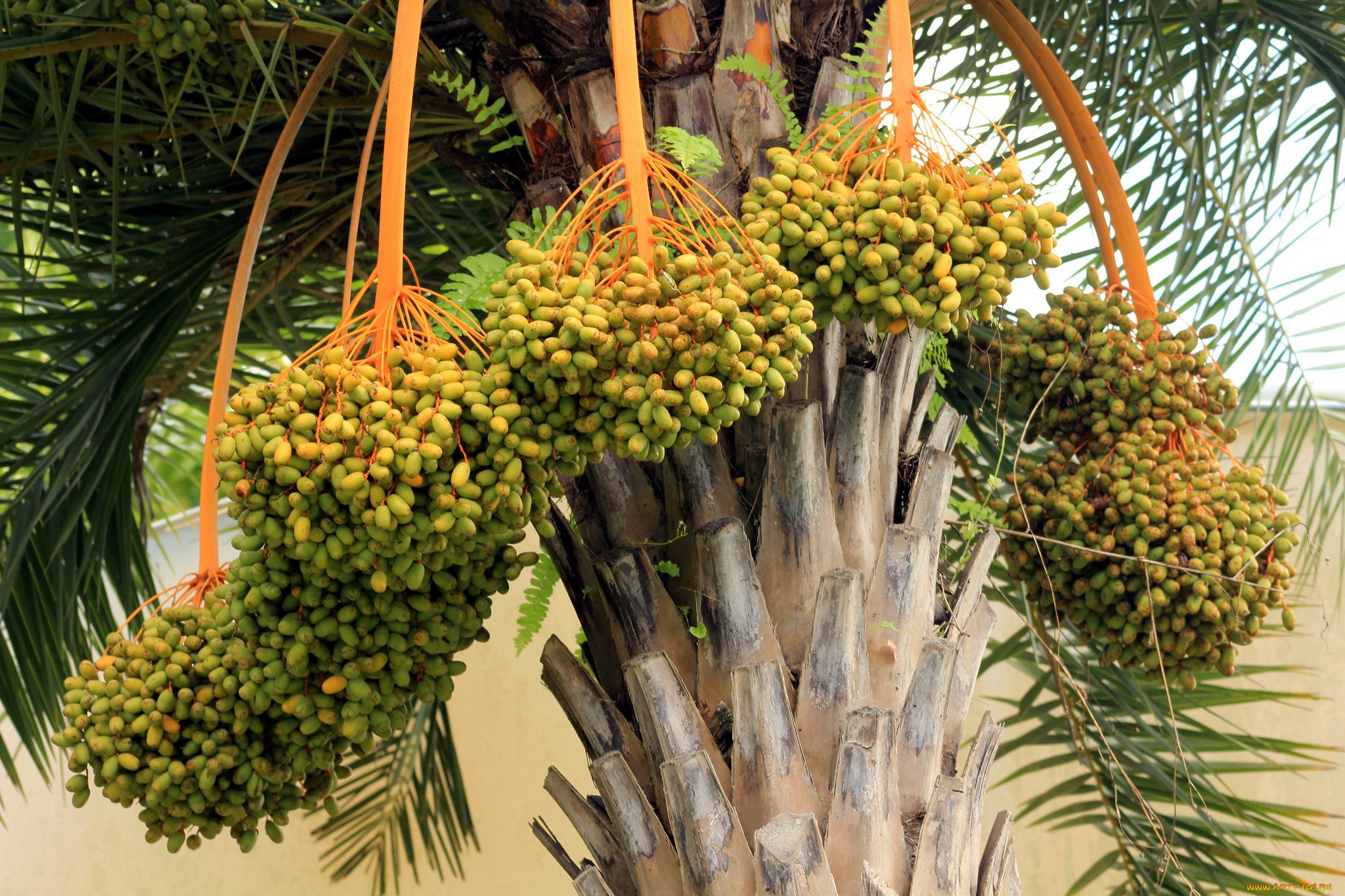 плоды пальмы фото