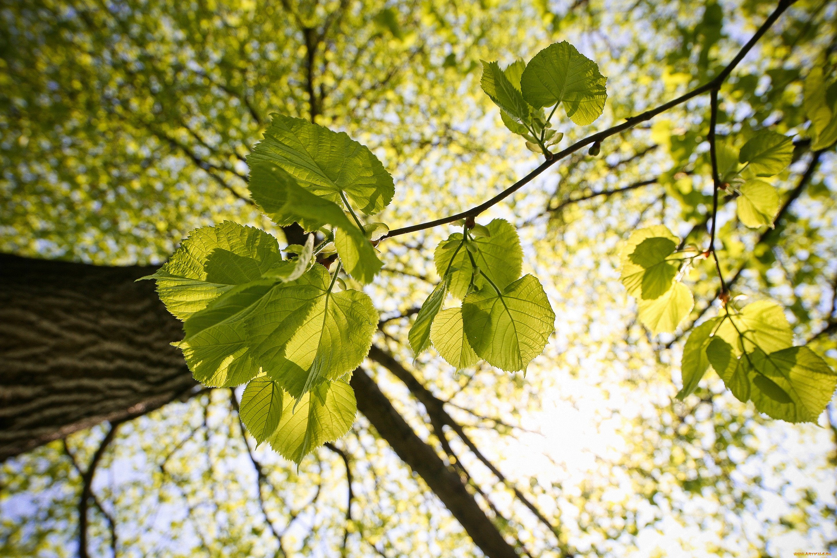фото веток деревьев с листьями