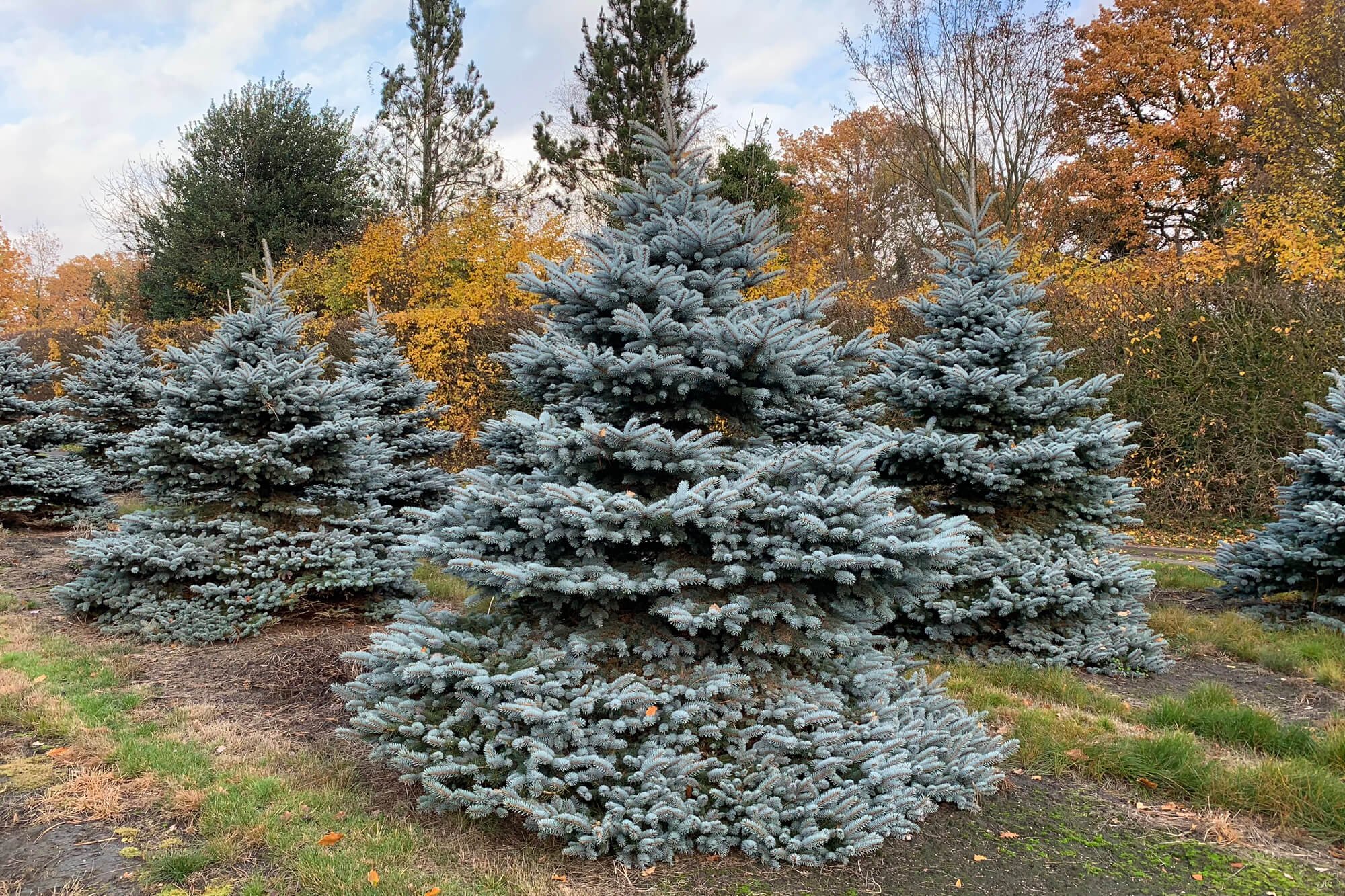 Ель колючая (Picea pungens) 'Montgomery'