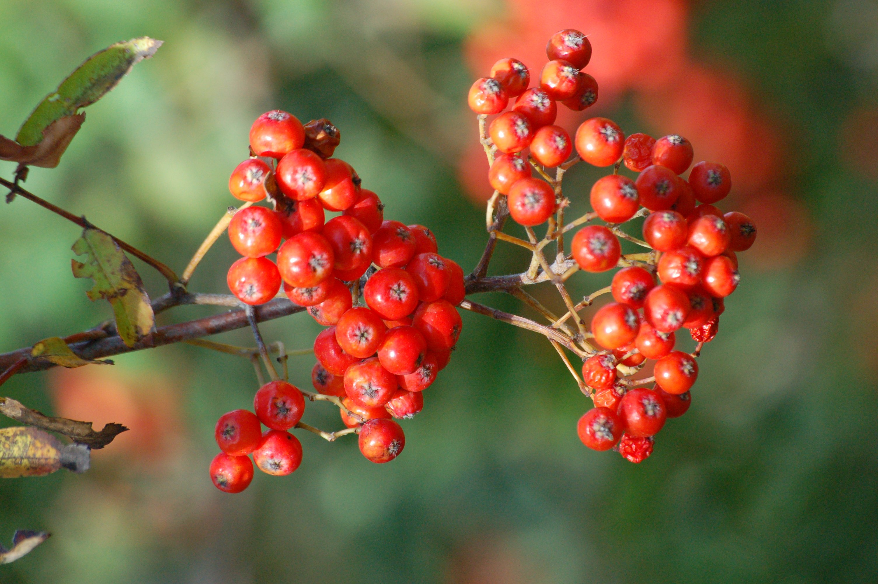 Sorbus rupicola