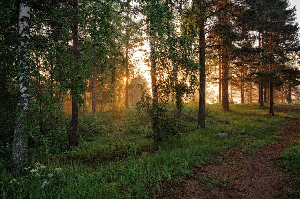 Сосновый лес утро лето