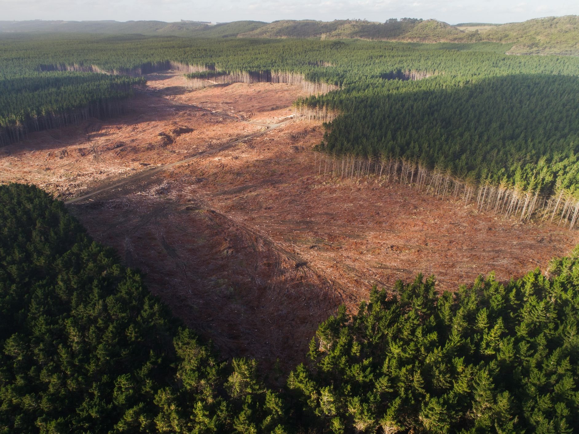 Вырубка лесов и эрозия почв