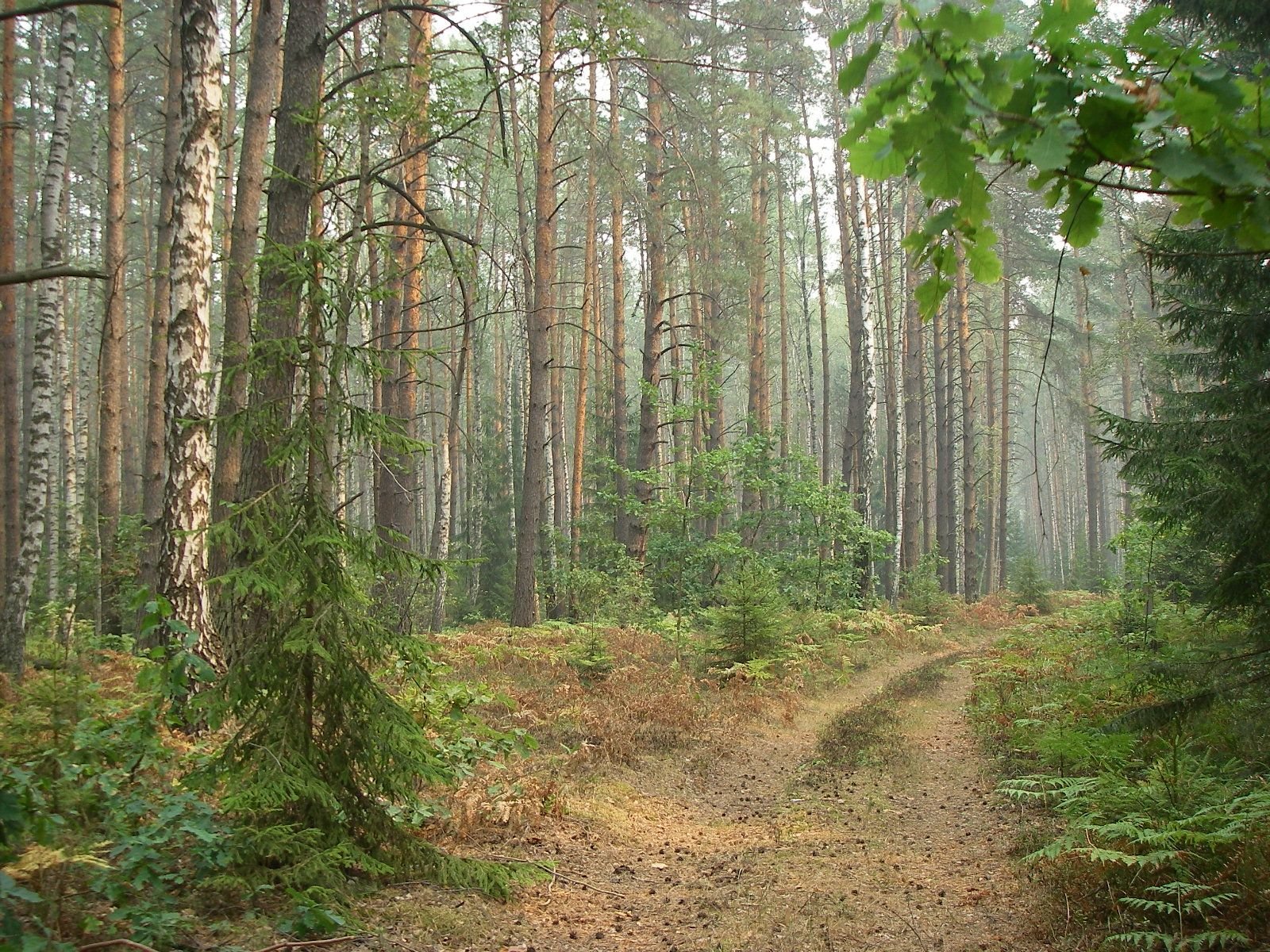 Хвойные леса и широколиственные Подмосковья