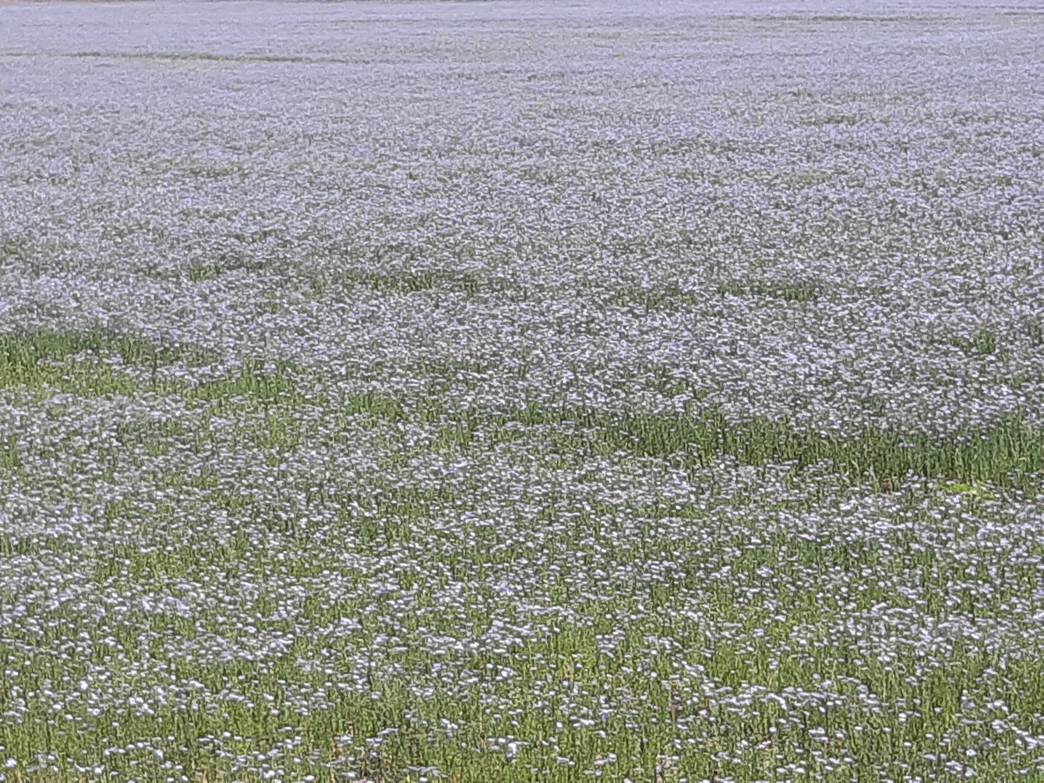 Аполлон Майков поле зыблется цветами