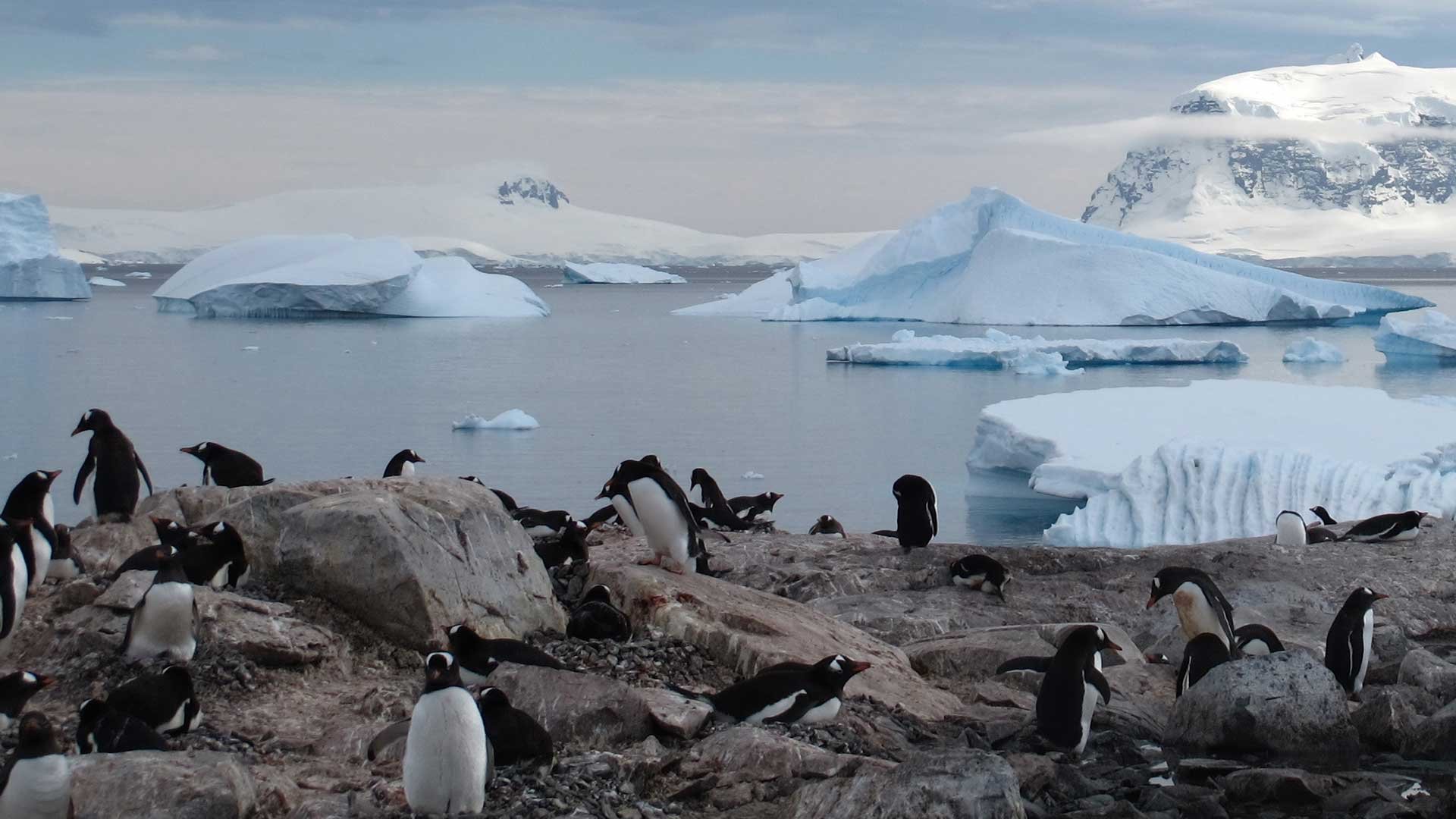 Остров Кергелен пингвины
