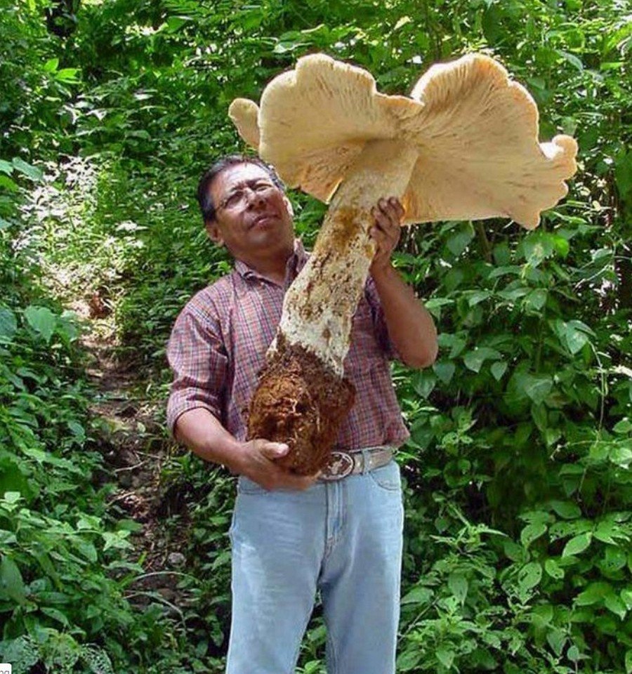 Орегонский гриб-монстр