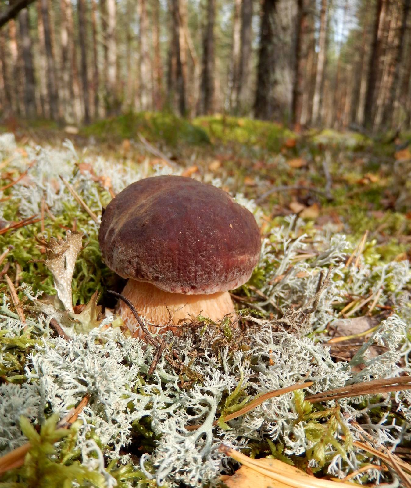 белые грибы лесные фото