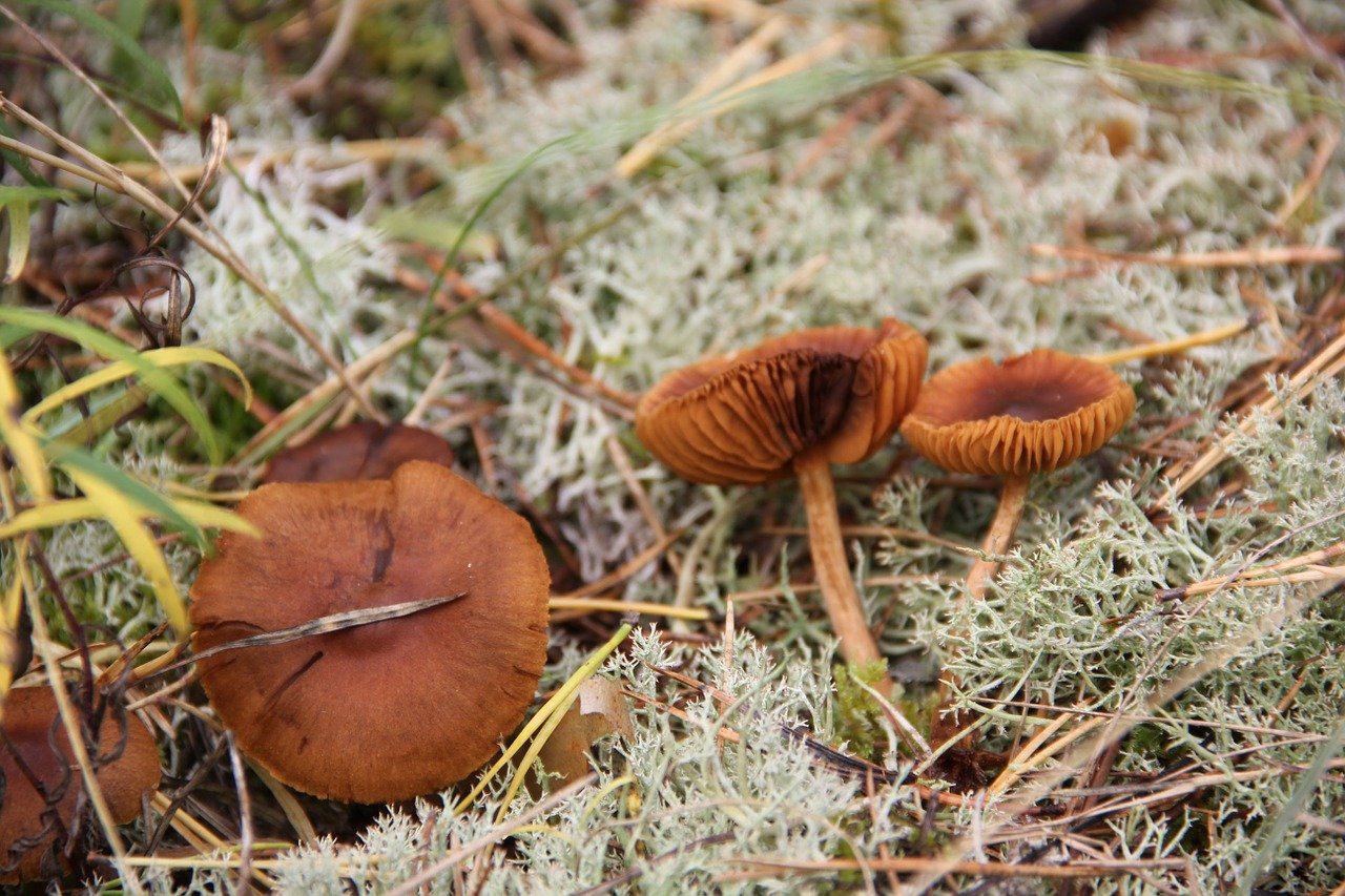 Осенние пластинчатые грибы в ЛО
