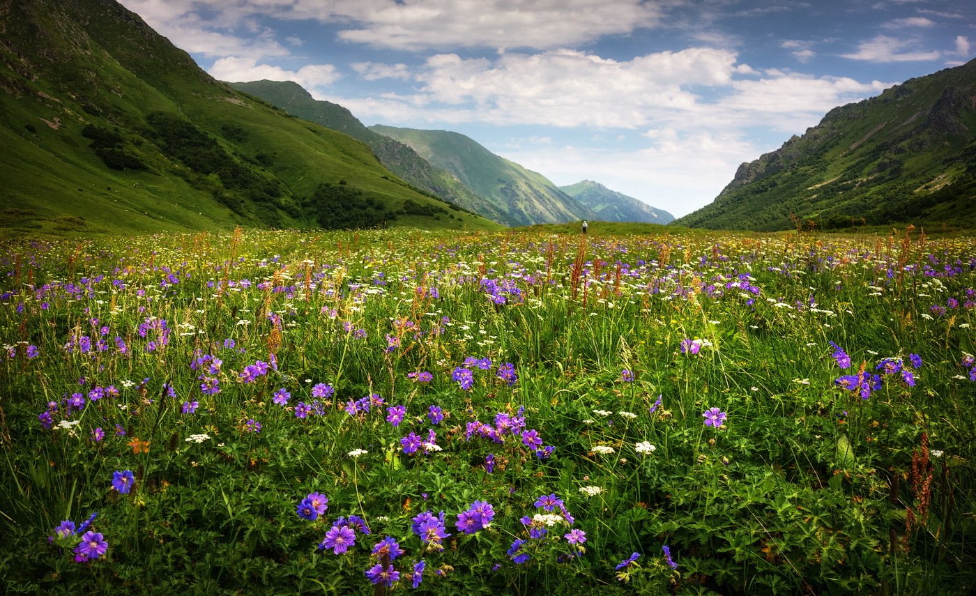 Травы Северного Кавказа