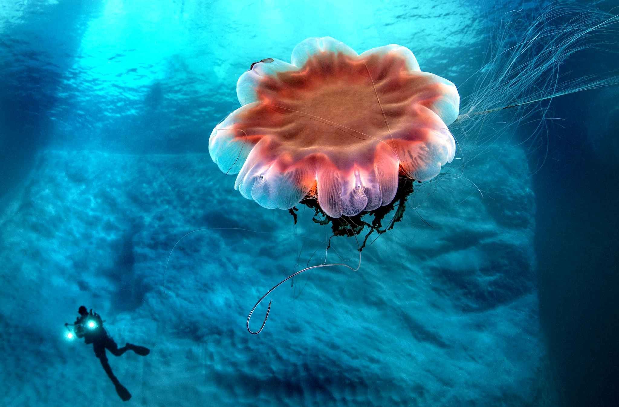 Медуза цианея Северный Ледовитый океан