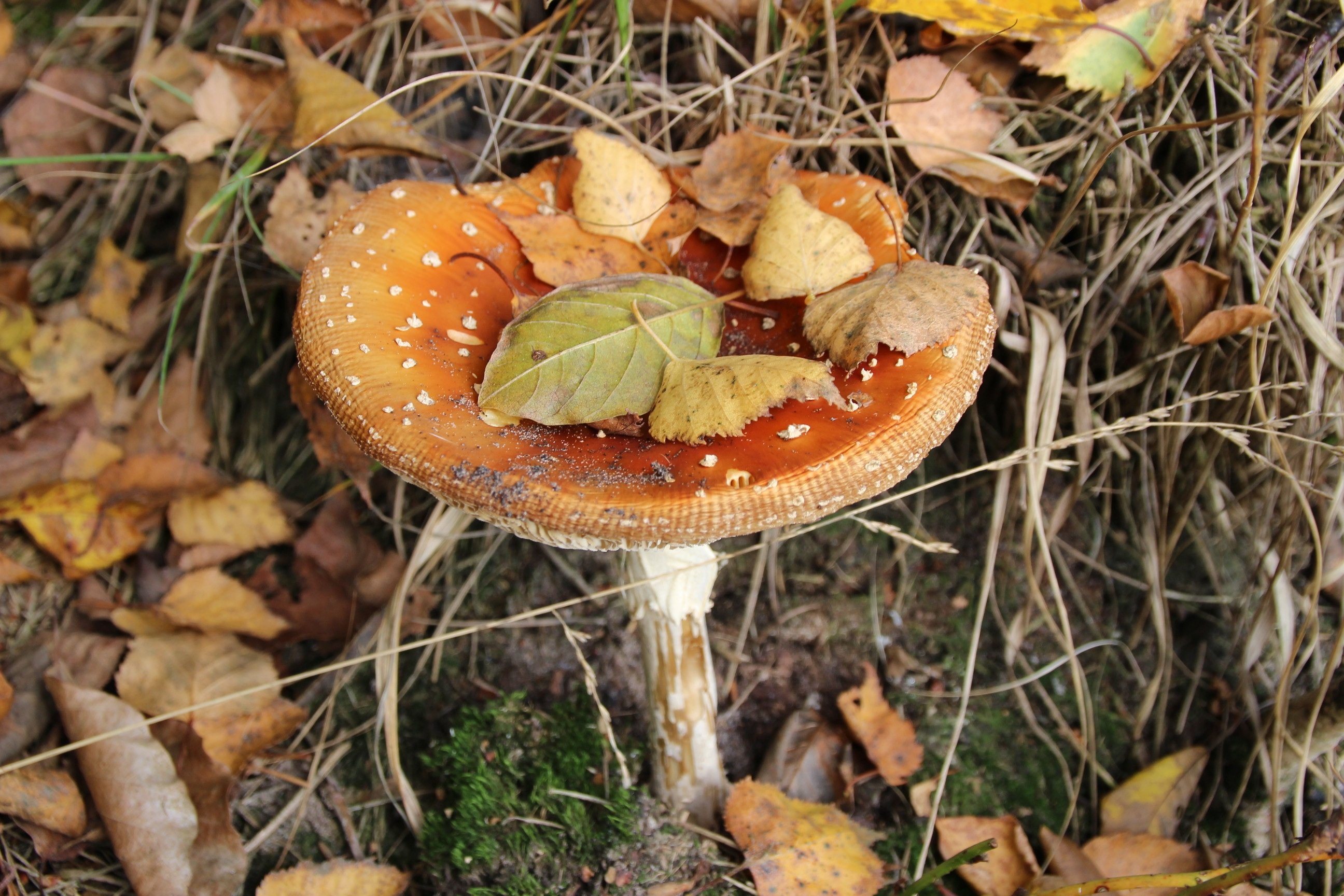 Осенние грибы Подмосковья съедобные