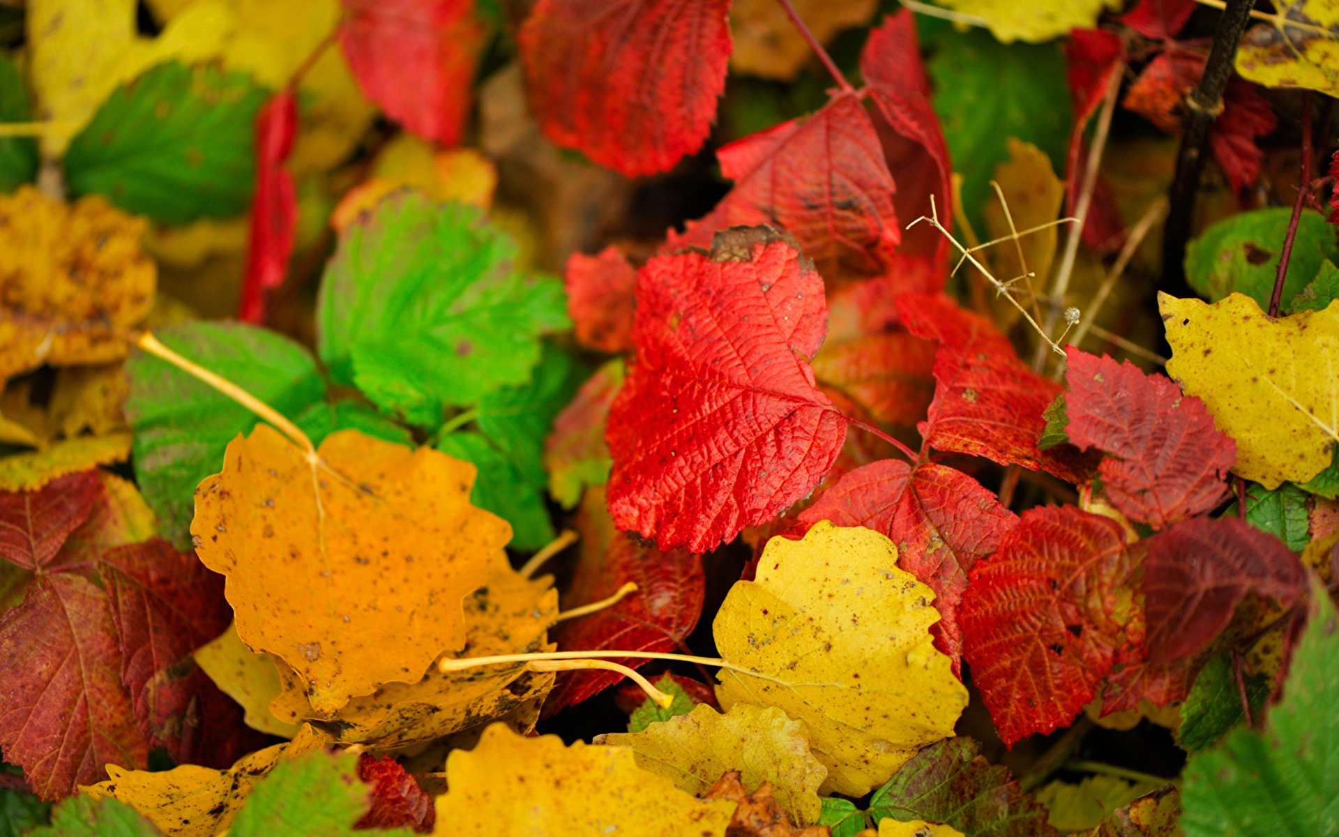 Осенняя окраска листьев