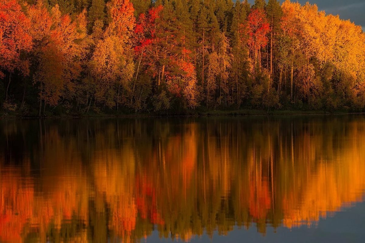 Осенний Карельский лес