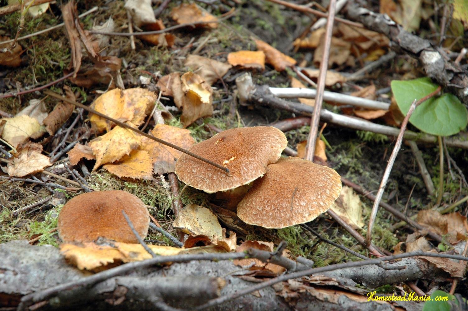 грибы поздней осени фото