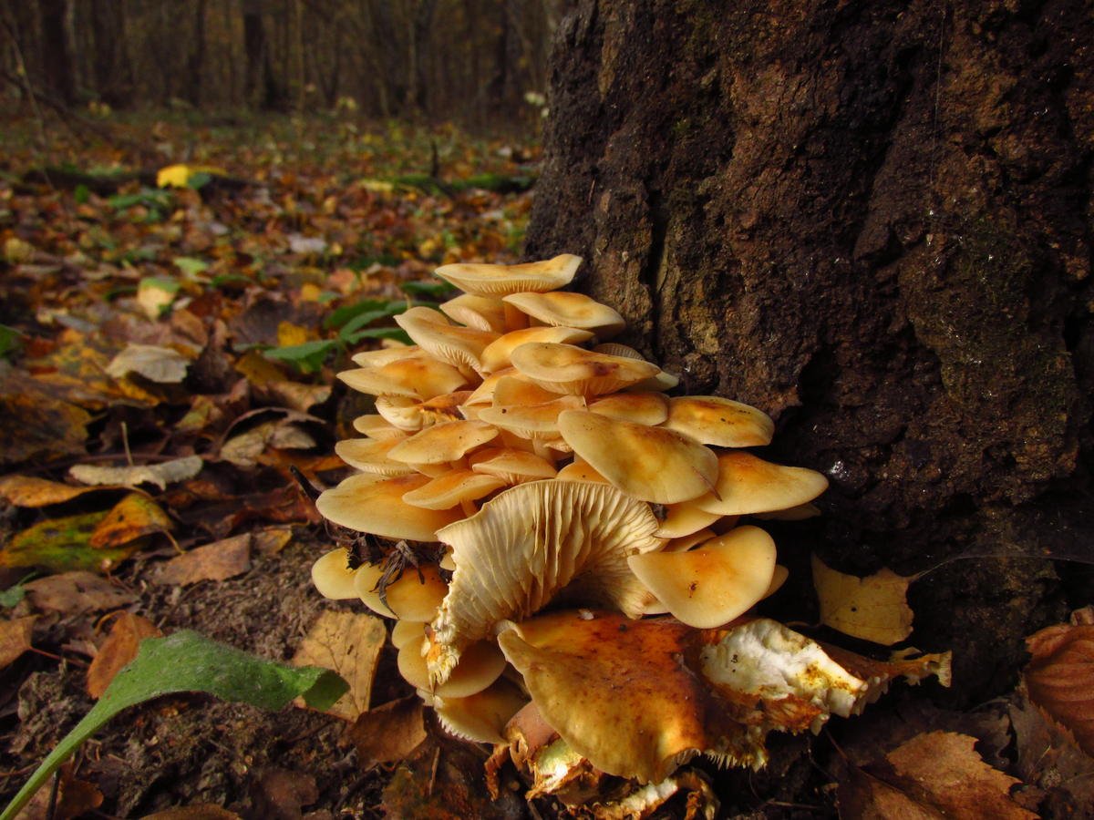 Карагодники грибы